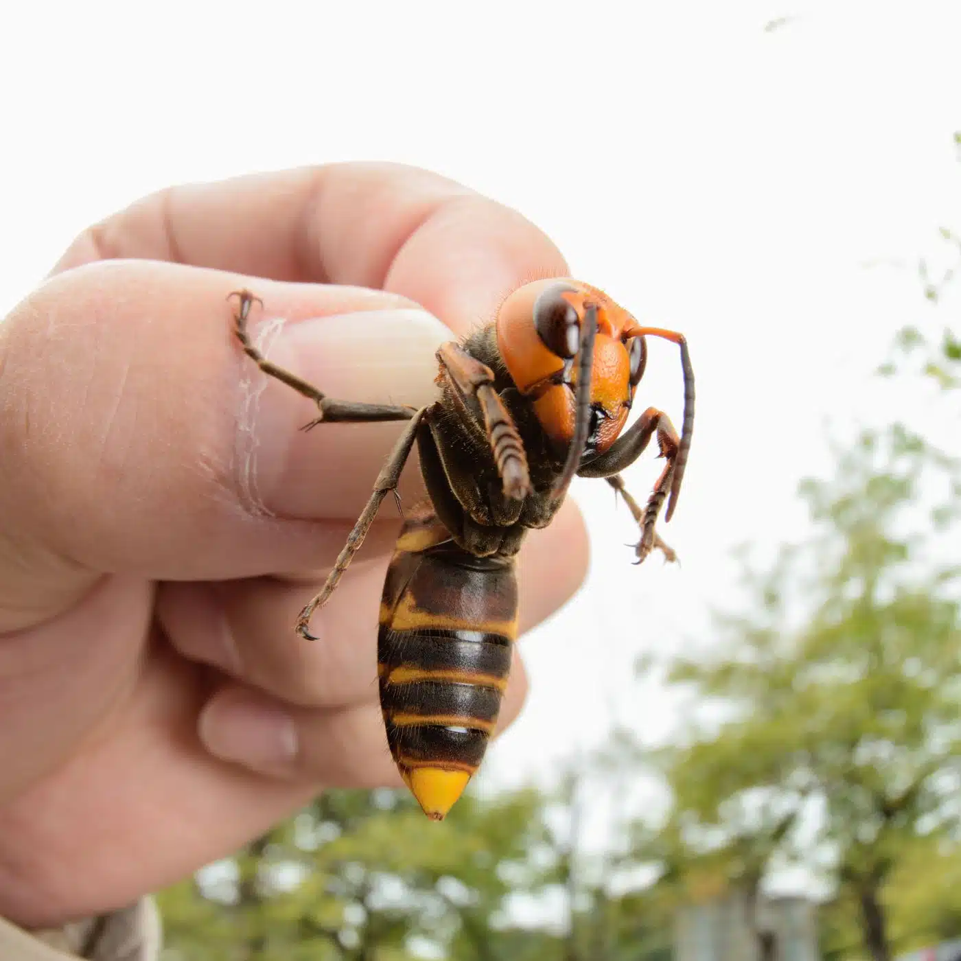 Asian 'giant hornets' have arrived in the U.S.